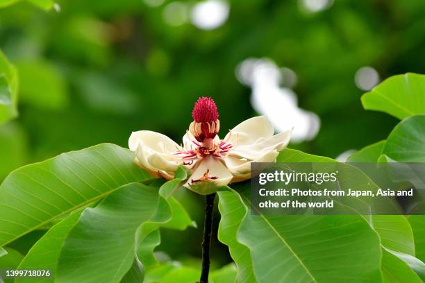 magnolia obovata / magnolia hypoleuca / japanese big leaf magnolia: flower & fruit - magnolia obovata stock pictures, royalty-free photos & images