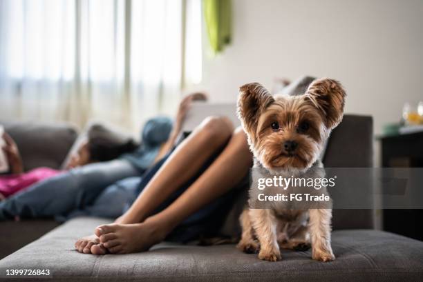 dog looking at camera on the sofa at home - yorkshire terrier stock pictures, royalty-free photos & images