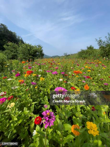 full frame image of pink and yellow wildflowers in a field - june stock pictures, royalty-free photos & images