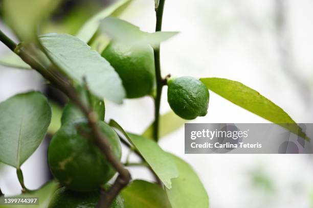 thai lime tree - goldmelisse stock-fotos und bilder