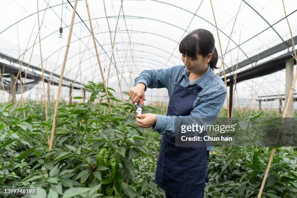 una agricultora asiática trabaja en un invernadero - pruning shears fotografías e imágenes de stock