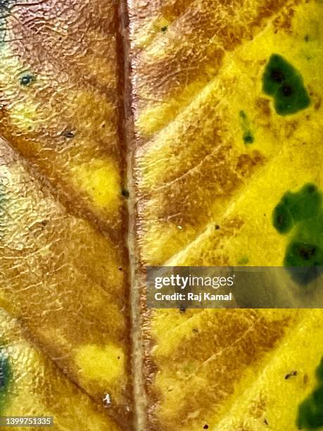 pucciniaceae (pucciniales) rust fungus on leaf in close up. - leaf rust stock pictures, royalty-free photos & images