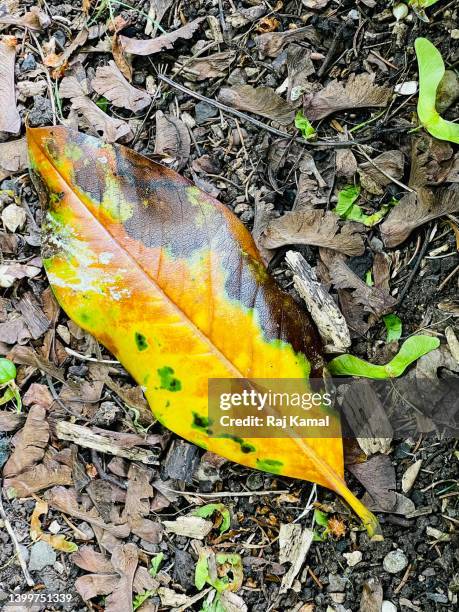 pucciniaceae (pucciniales) rust fungus on leaf in close up. - leaf rust stock pictures, royalty-free photos & images