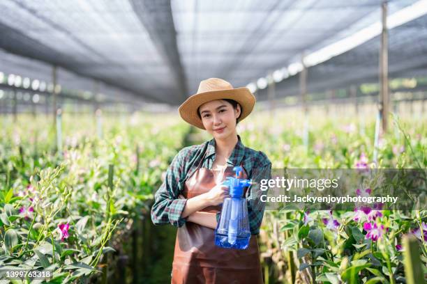 female worker watering  orchid in greenhouse. - feld rose stock-fotos und bilder