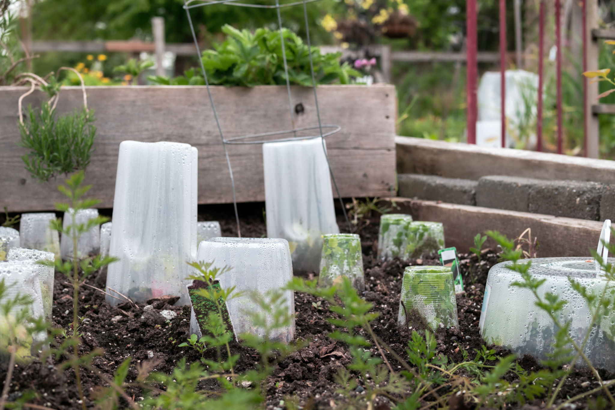 garden protection