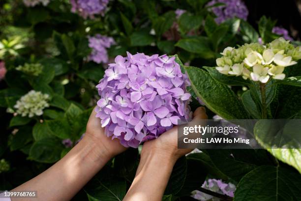 a pair of hands holding purple hydrangeas - hortensie stock-fotos und bilder