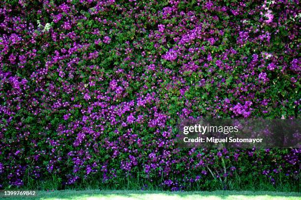 purple bougainvillea wall - bush imagens e fotografias de stock