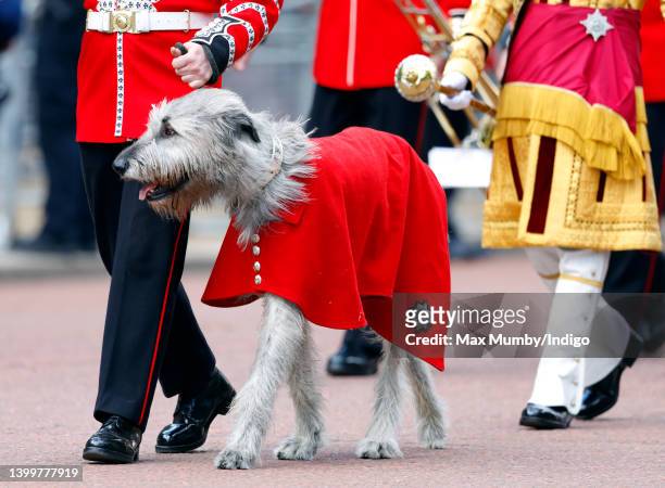 Irish Wolf Hound 'Turlough Mor' , regimental mascot of the Irish Guards, marches down The Mall en route to the Colonel's Review at Horse Guards...