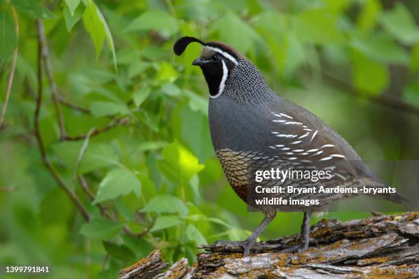 Normal Quail 3,265 Picture Of A Quail Bird Stock Photos, High-Res Pictures, and ...