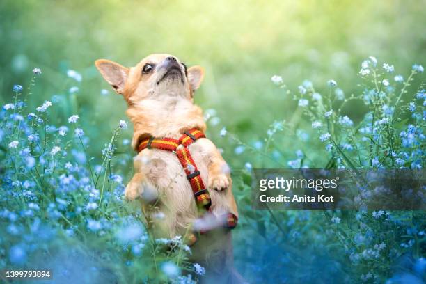 dog portrait in forget-me-nots - chihuahua love stock pictures, royalty-free photos & images