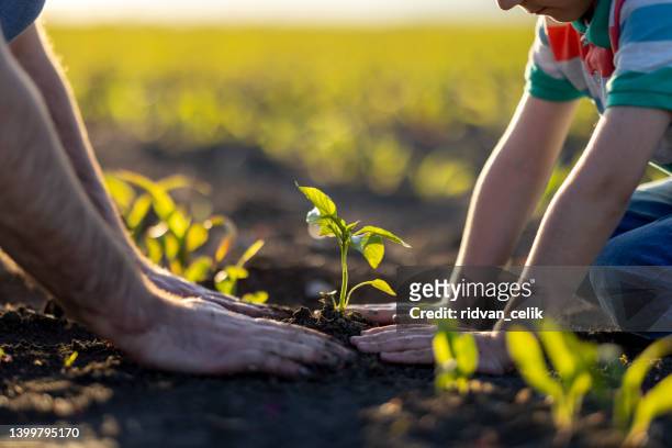 young plant - seedling stock pictures, royalty-free photos & images