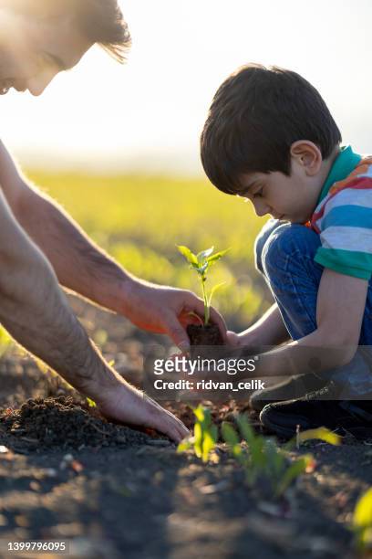 le mani umane aiutano a piantare piantine nel terreno - family planting tree foto e immagini stock