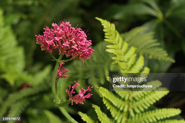 red valerian - valeriana officinalis stock pictures, royalty-free photos & images