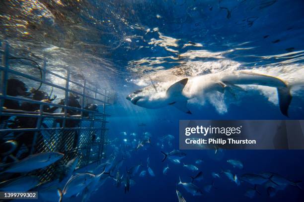 dramatic scene of huge great white shark attacking bait near divers in a cage in the clear blue ocean - kooi stockfoto's en -beelden