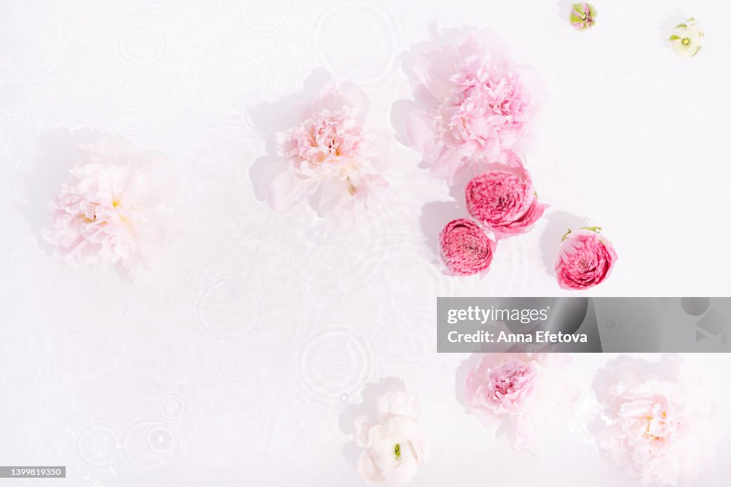 Gentle pink peonies and ranunculus in water with light reflections on white background. Beautiful backdrop for your design with copy space