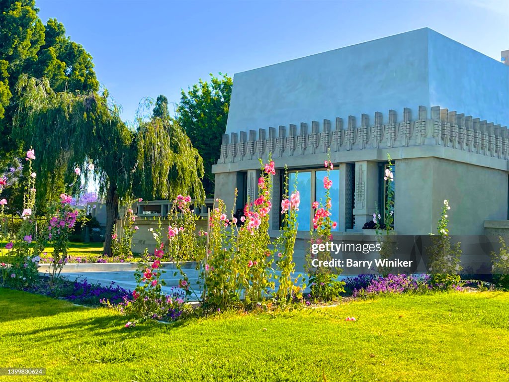 Hollyhock flowers and Hollyhock House, Los Angeles