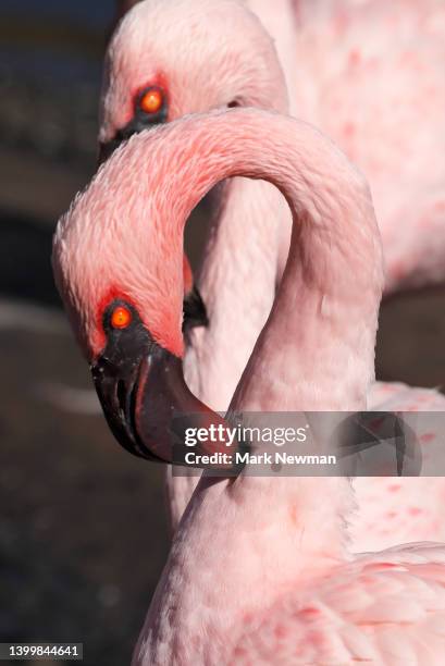 lesser flamingo - kenya newman stock-fotos und bilder