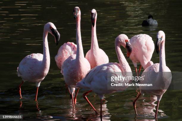 lesser flamingo - kenya newman stock-fotos und bilder