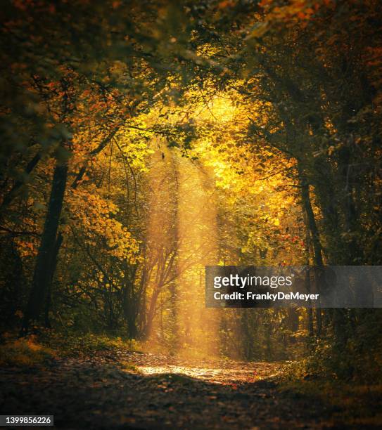 magische waldlandschaft mit sonnenstrahl, der das goldene laub beleuchtet - wald nebel stock-fotos und bilder