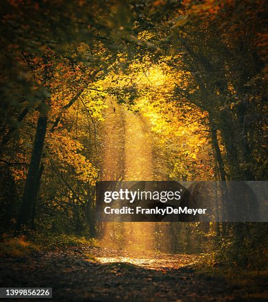Magical forest landscape with sunbeam lighting up the golden foliage Magical forest landscape with sunbeam lighting up the golden foliage