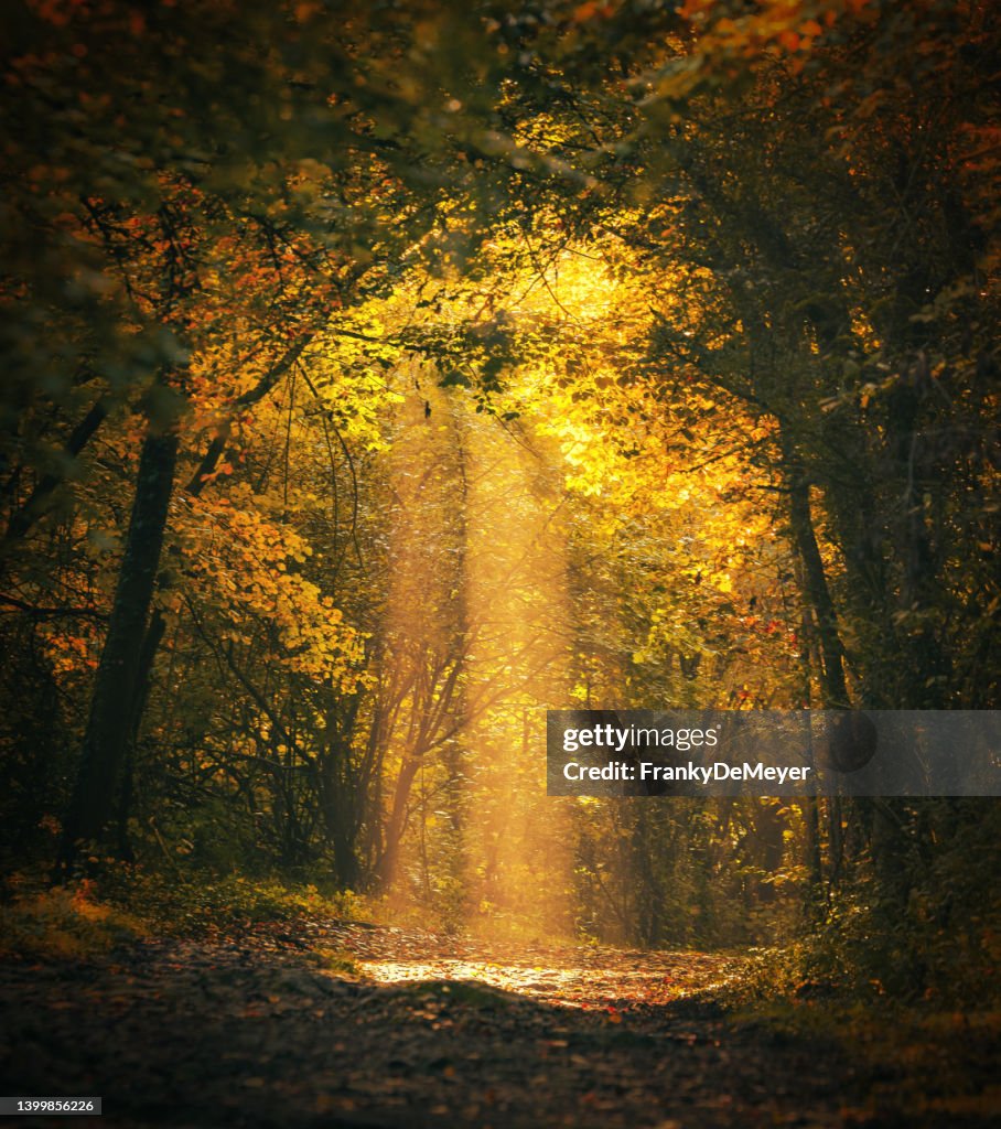Magical forest landscape with sunbeam lighting up the golden foliage