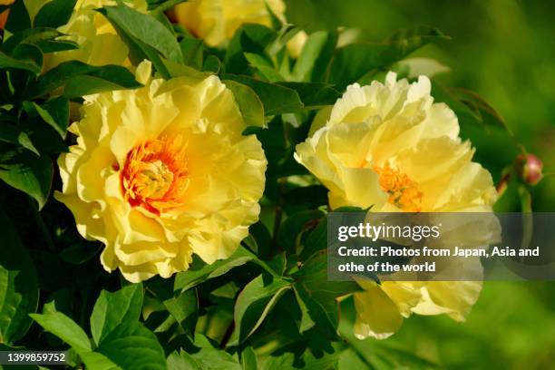 paeonia lactiflora / chinese peony / garden peony: flower - peony ストックフォトと画像