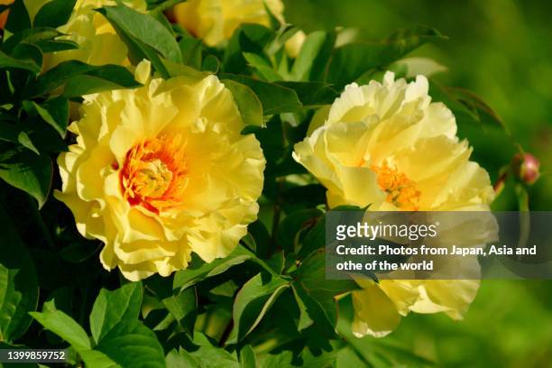 paeonia lactiflora / chinese peony / garden peony: flower - chinese peony imagens e fotografias de stock