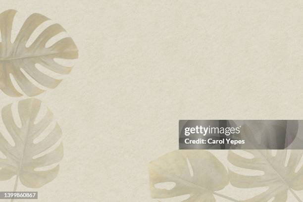 tropical palm shadow in beige background,mininalism - foliate pattern foto e immagini stock