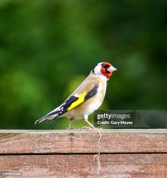 european goldfinch bird - carduelis carduelis stock pictures, royalty-free photos & images