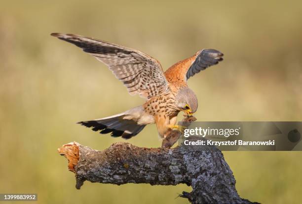 common kestrel feeding - field mouse fotografías e imágenes de stock