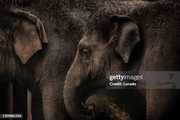 a elephant headshot - elephant face 個照片及圖片檔