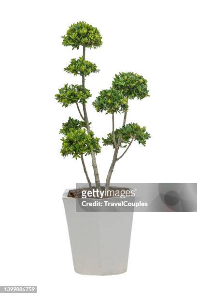 trees isolated on white background. tropical trees isolated used for design. advertising and architecture - pot plant stock pictures, royalty-free photos & images