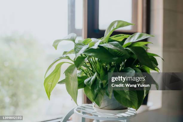 epipremnum aureum - zimmerpflanze stock-fotos und bilder
