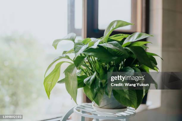 epipremnum aureum - pianta da interni foto e immagini stock