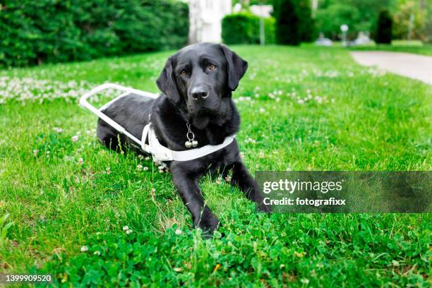 ver el arnés de cuidado del perro mientras descansa - seeing eye dog fotografías e imágenes de stock