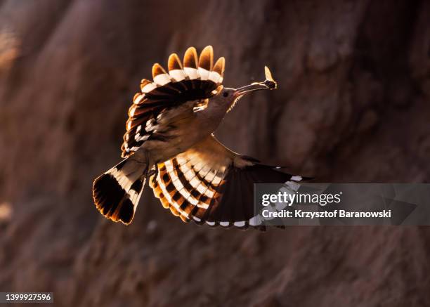 eurasian hoopoe - hoopoe fotografías e imágenes de stock