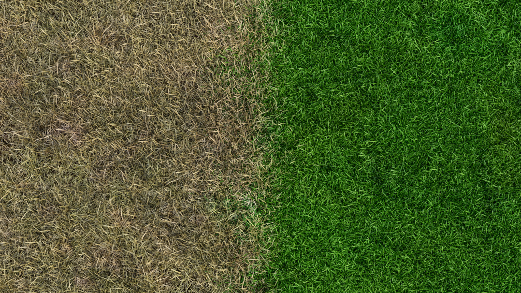 healthy grass