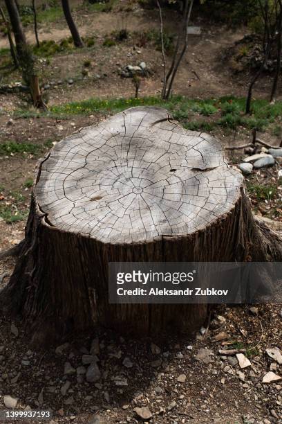 a round felled tree in the forest, on a sunny summer day. a stump with annual rings and cracks. the texture of the tree. - fallen tree stock pictures, royalty-free photos & images