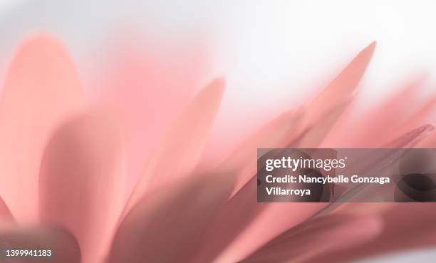 close up of light pink  coloured petals of gerbera daisy - pink flowers 個照片及圖片檔