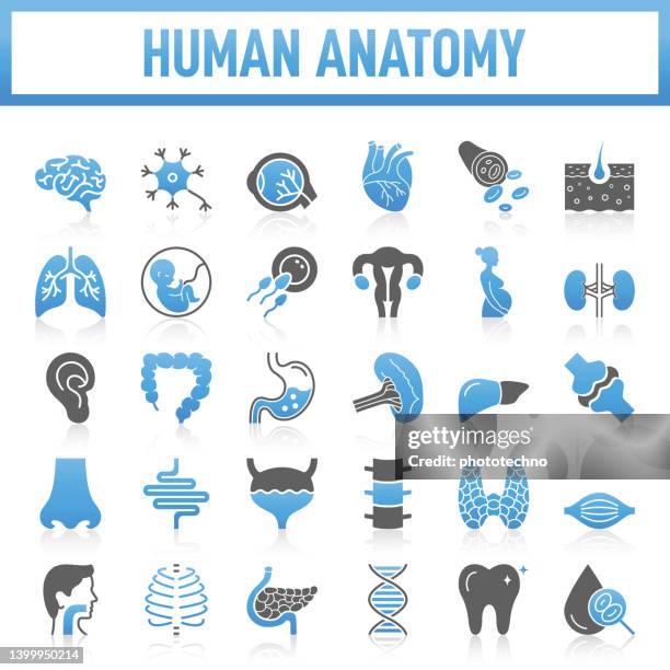 ilustrações, clipart, desenhos animados e ícones de coleção moderna de ícones de anatomia humana. o conjunto contém ícones: órgão interno, órgão interno humano, saúde e medicina, anatomia, pulmão, coração - órgão interno, corpo humano, fígado - órgão, estômago, músculo, útero, feto - intestino grosso