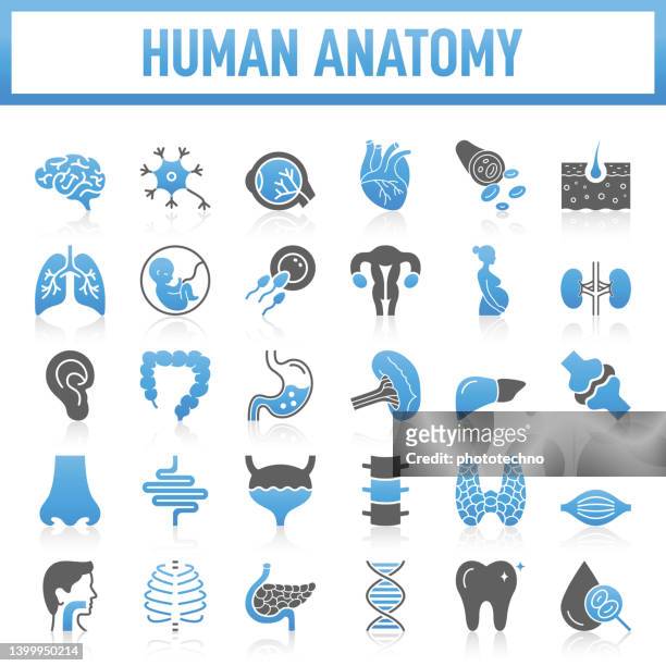 modern human anatomy icons collection. the set contains icons: internal organ, human internal organ, healthcare and medicine, anatomy, lung, heart - internal organ, the human body, liver - organ, stomach, muscle, uterus, fetus - dermis stock illustrations