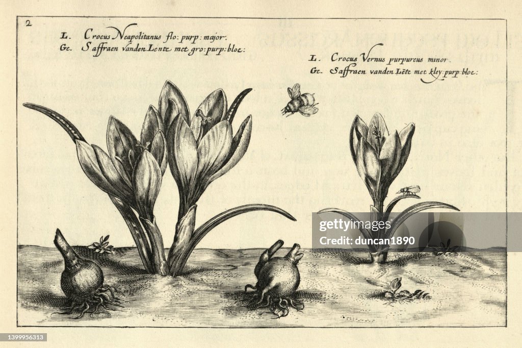 Crocus vernus, spring crocus, giant crocus, crocus neopolitanus, Botanical print