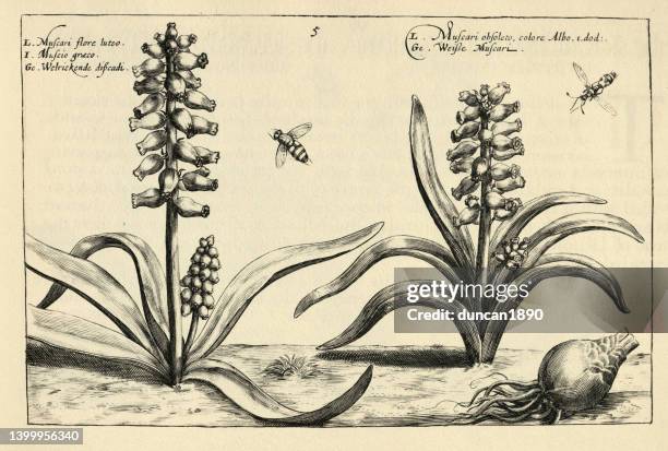 botanical print of muscari, grape hyacinth from hortus floridus by crispin de passe - grape hyacinth stock illustrations