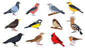 City and wild forest birds collection in different poses.
