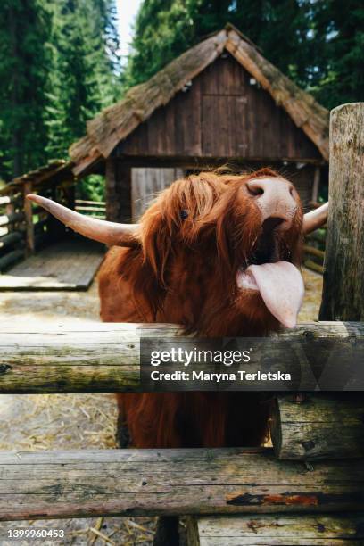 large shaggy brown cow. agricultural livestock. agricultural animal. farm with animals. - shaggy fur stock-fotos und bilder
