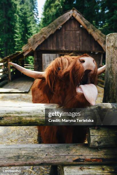 large shaggy brown cow. agricultural livestock. agricultural animal. farm with animals. - raggig bildbanksfoton och bilder