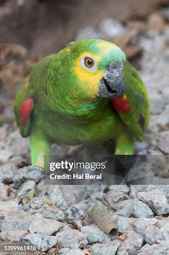 Turquoise-Fronted Amazon Turquoise-Fronted Amazon