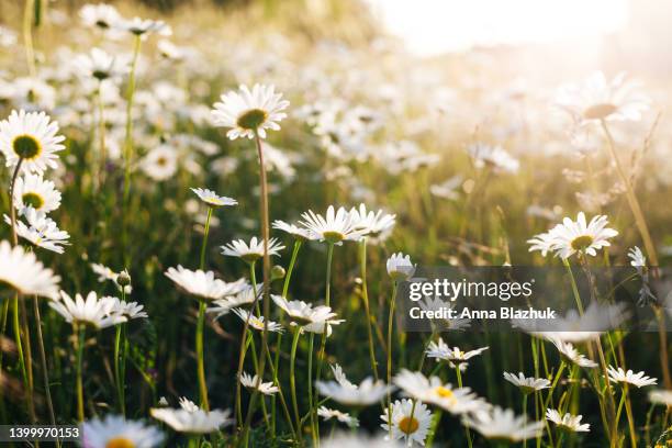 daisy white flowers meadow in summer on sunset. beautiful sunny spring floral field landscape. nature background. - margerite stock-fotos und bilder