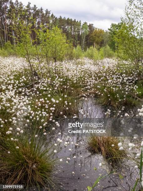 cotton grass (eriophorum) blossoming in a bog during springtime. - wollgras stock-fotos und bilder