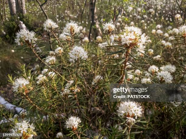 Rusty Labrador Tea Labrador Tea Photos and Premium High Res Pictures - Getty Images